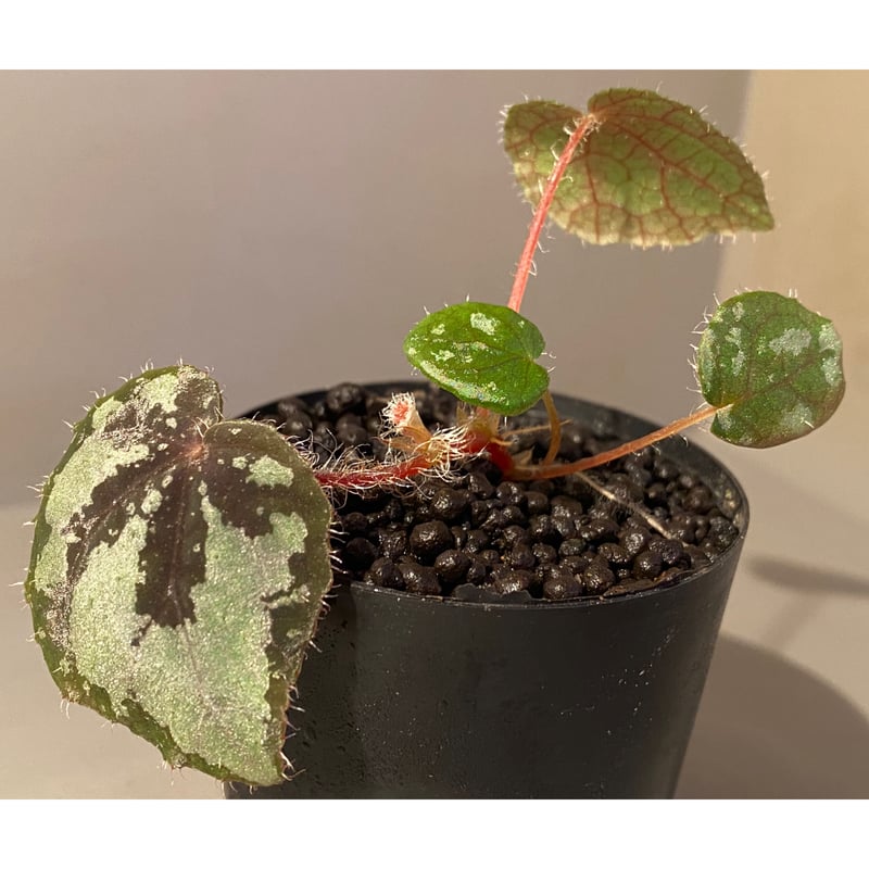 Begonia sp. from Lang Son [YH030519] TK | M・R・G・R