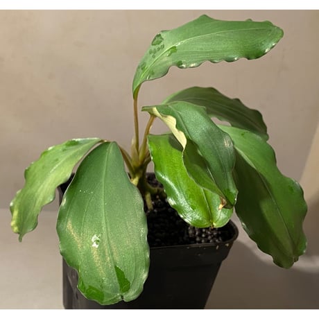 (大株) Bucephalandra sp. Green wavy broad reaf [トロピカ社] ②