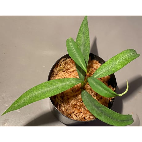 Labisia sp. from "Lebong" Bengkulu [TB]