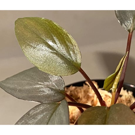 Homalomena sp."赤鉄鉱” from Kepulauan Riau [SGP import] KZT
