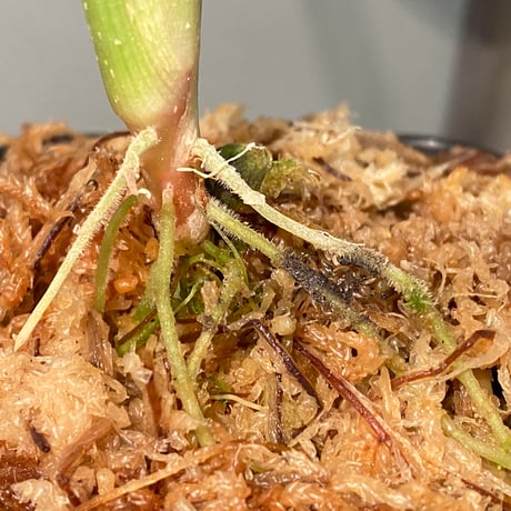 Schismatoglottis sp. "Nanga pinoh" [TB]