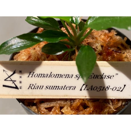Homalomena sp. "Euclase" from Riau sumatera [LA0518-02]