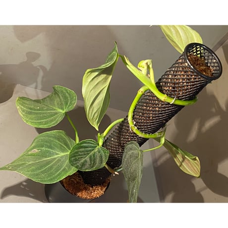 Philodendron triumphan