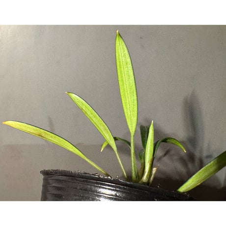 Pursegloveia cf. minima from Melawi West Kalimantan