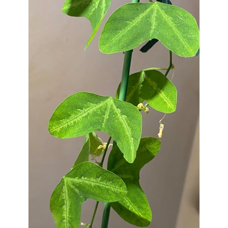 Passiflora apetala from Costa Rica