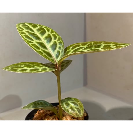 Ardisia sp. "Turtle Back"