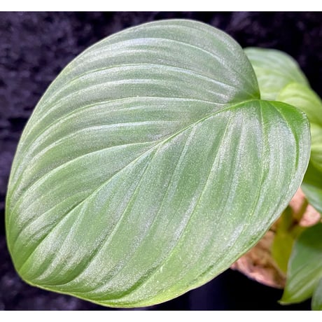 Homalomena sp. "Aceh selatan" from Aceh sumatera [TB]