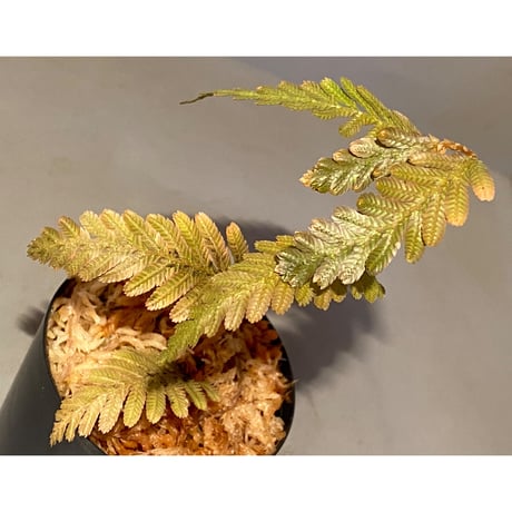 Selaginella wallichii 伊藤蟻植物農園