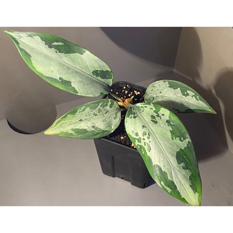(本タグ付) Aglaonema pmilum from Phang Nga THAILAND [R0818-01]