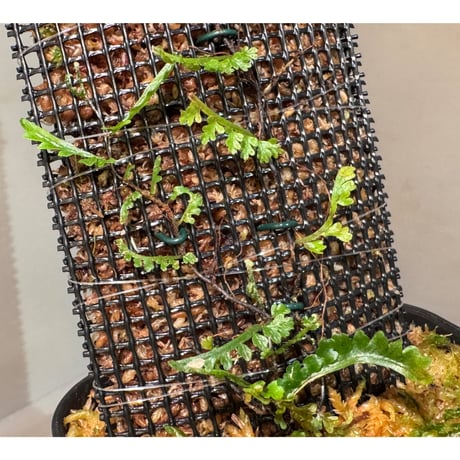 Teratophyllum aculeatum var. montanum マレー半島中央高原地帯標高1500m [KSB]