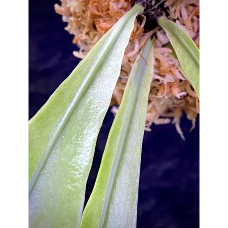 Asplenium sp. from Sangkhlaburi Kanchanaburi Thailand ②