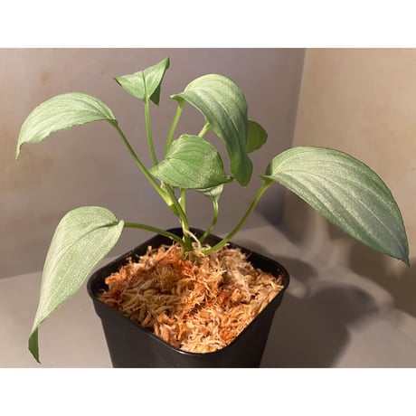 Homalomena sp. "Emerald Silver × ?" wf1 from Kepulauan Riau [KZT]