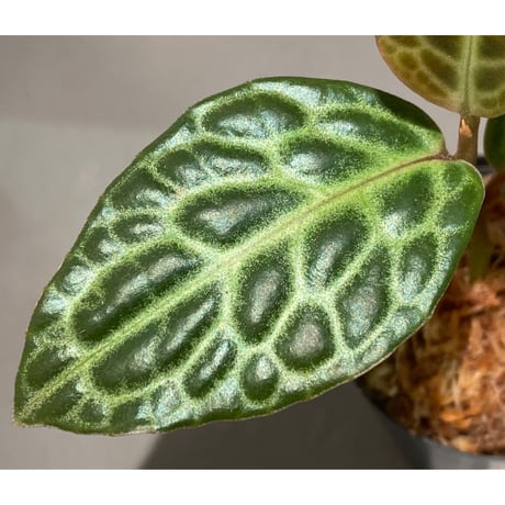 Ardisia sp. "Turtle Back"