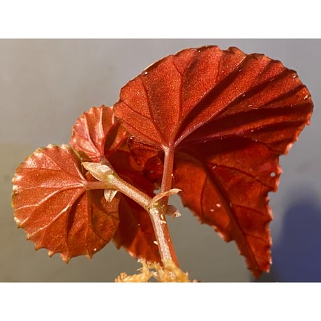 Begonia Rec3 [K0619-f1]