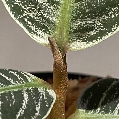 (本タグ付き) Ardisia sp. from Aceh Selatan [HW0816-03]