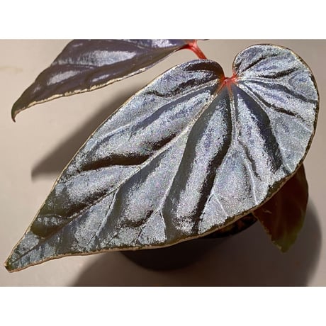 Begonia Rec3 [K0619-f1]