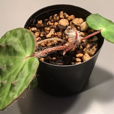 Begonia nahangensis from Na hang [YH1117]