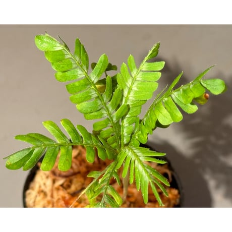 Biophytum sp. BB8th [LA]