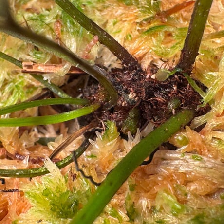 Tapeinidium sp. (pinnatum?) from Ngabang West Kalimantan