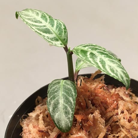 Acanthaceae gen. from Selangor alt 400 [TK050315]