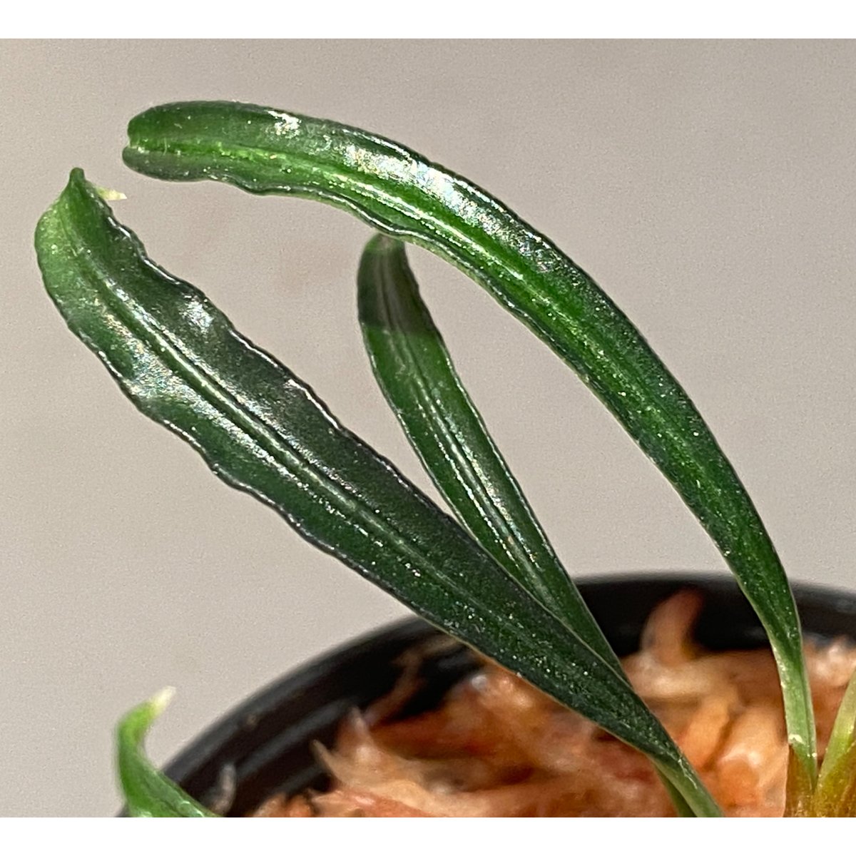Burttianthus velutandrus 