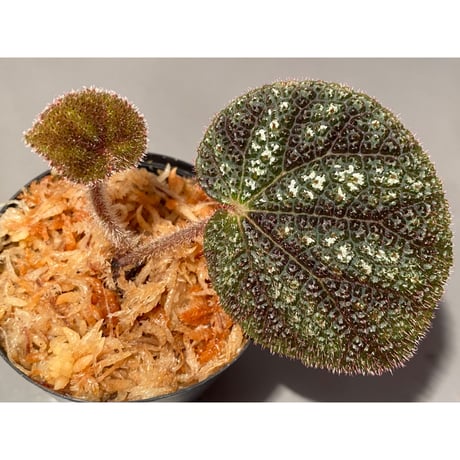 Begonia kui from Viet Nam