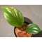 Homalomena sp. \"Green widow\" BNN from Sibolga timur [AZ0823-11]