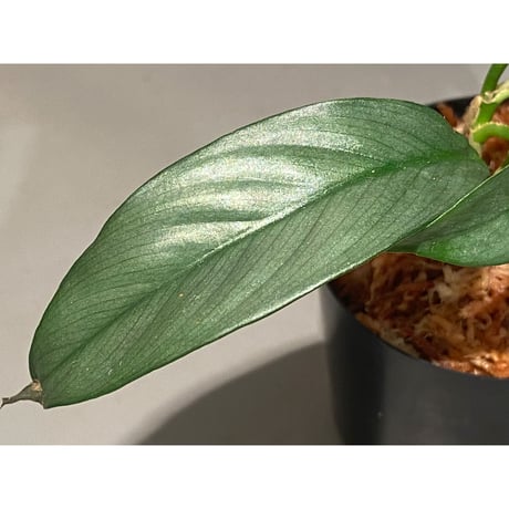 Rhaphidophora sp. "Silver" from Pulau Singkep