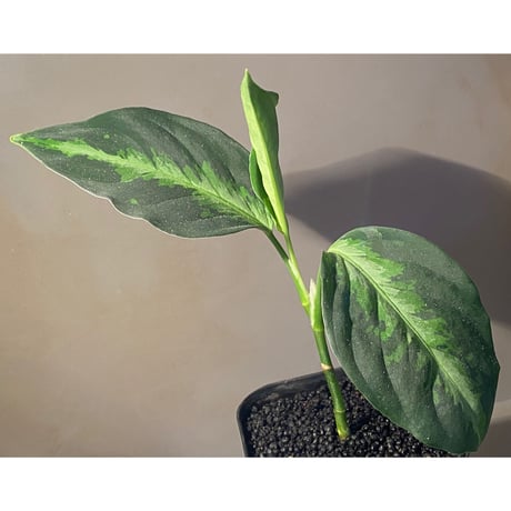 Aglaonema pictum GW1410 type6 from Padang sidempuan [TB]
