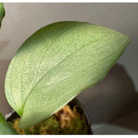 Homalomena sp. "Silver Bullet GG" from P.Linga [AZ0917-1]