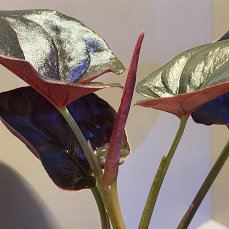 (大株) Syngonium sp. from Choco Colombia [tanakay]
