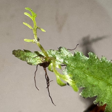 Bolbitis heteroclita from 500〜600m Aurora Luzon Philippines