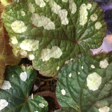 Begonia sp. fromTuyen Quang [YH1117]
