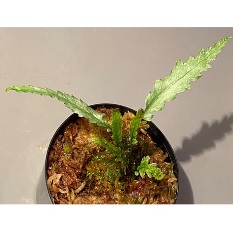 Microsorum sp. Short Dragon Tail