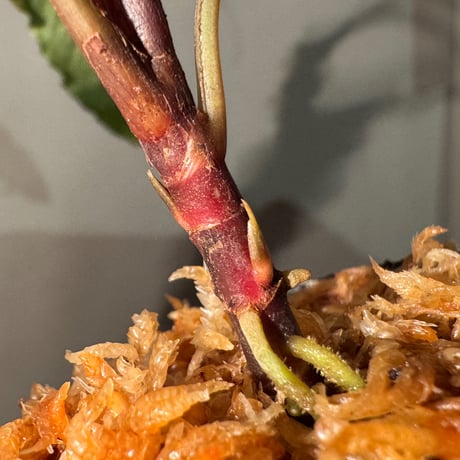Schismatoglottis sp. "Dragon Tail" from Pangkalan Bun