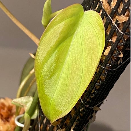 Philodendron micans
