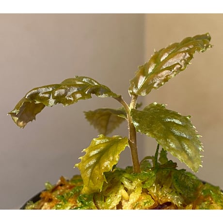Ardisia sp. from Bengkulu [LA0315-1]