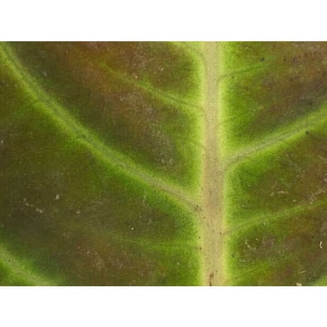 Ardisia sp. from Thailand