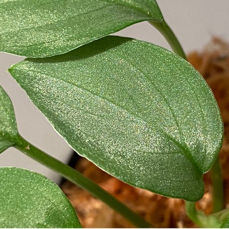 Homalomena sp. "Emerald Silver × ?" wf1 from Kepulauan Riau [KZT]