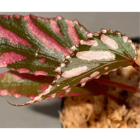 Begonia sp. ぼっち株 from Julau [R1214-01b]