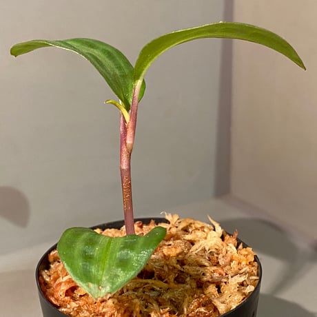 Geogenanthus undatus from Tarapoto Peru [tanakay]