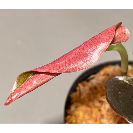 Syngonium sp. from Choco Colombia [tanakay]