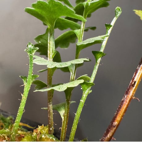 Lindsaea oblanceolata from Aceh sumatera