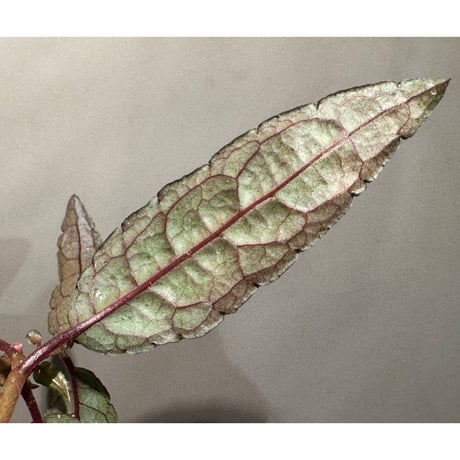 Ardisia violacea 台湾固有種