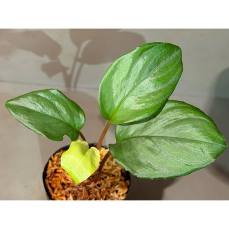 Homalomena sp. from Pulau Lingga