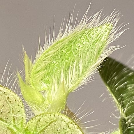 Ficus sp. from Selangor