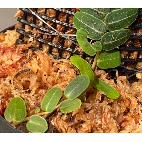 Marcgravia umbellata