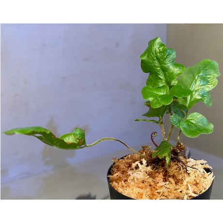 Quercifilix zeylanica from Sri Lanka