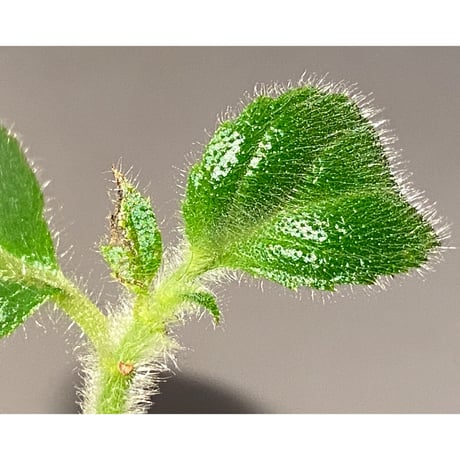 Columnea herthae from Ecuador [STRINGE PLANTS]