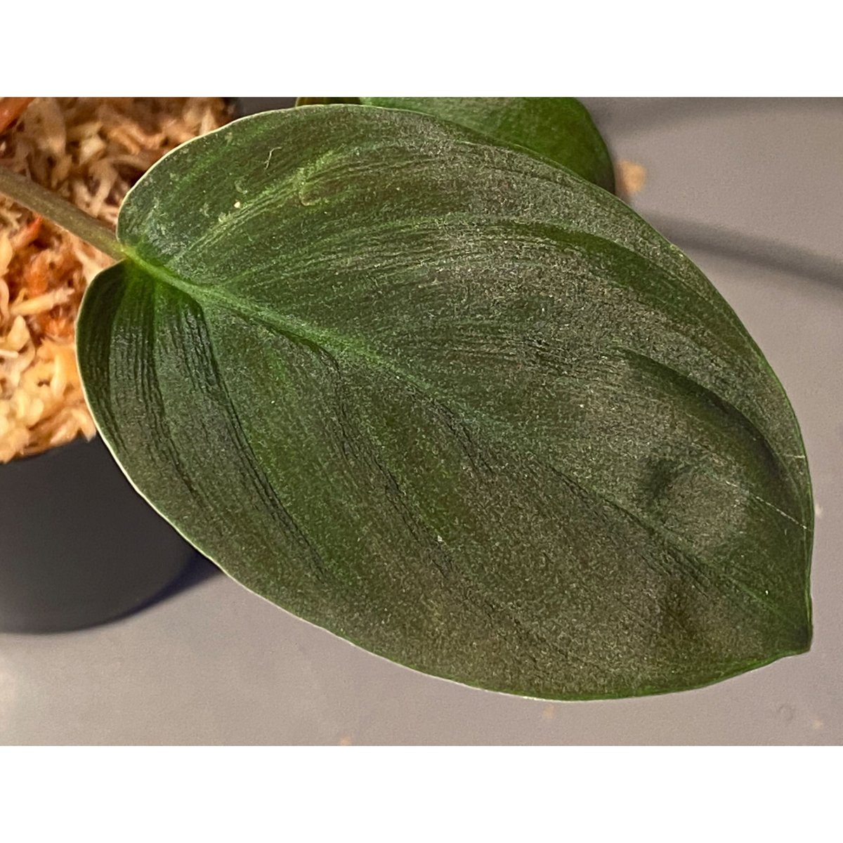 Homalomena sp. from Sekadau [LA] | M・R・G・R